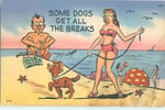 Well‑Established Online Dog Accessories Brand - Strong Sales & Huge Following
