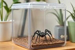 Online Store Specialising in Insects / Bugs for Pets - Adelaide, SA