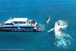 Whale Watching Business