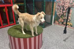 Luxury Dog Grooming Salon and Dog Daycare Centre - Camden, NSW