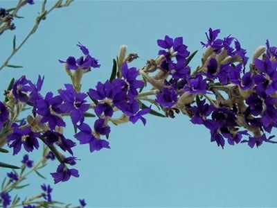 Wholesale Nursery & 2.93 hectare freehold property image