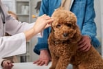 National Sales Agency Business (Vet Clinic Related)