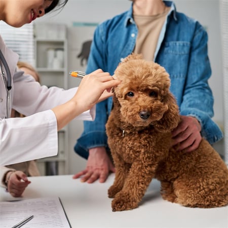 National Sales Agency Business (Vet Clinic Related)