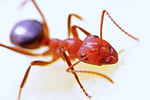 Pest Control - Termite Specialist