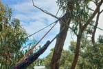 Grow Your Arborist Operation with Climb Right Tree Services