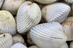 Fresh Seafood Business - Profitable