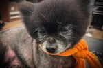 DOG GROOMING BUSINESS