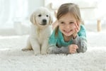 Established Flooring and Window Furnishings Business-Mackay