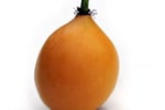 Easy to run, highly  profitable fruit farm.