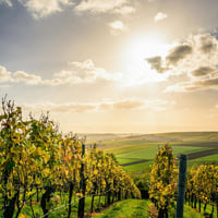 Exceptional Investment Opportunity Vineyard in McLaren Vale Adelaide for Sale image