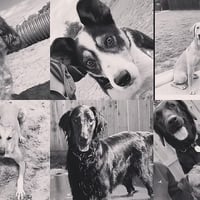 Pet Boarding Kennels No Dog Limits Business RS1586 image