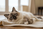 Cat Boarding Cattery Business | Inner North Melbourne