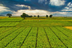 Global Leader in Broadacre Farming Machinery - 80% Sale 5898