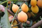 Easy to run, highly  profitable fruit farm.