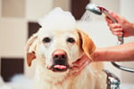 34059 Mobile Dog Washing & Grooming Business - Profitable