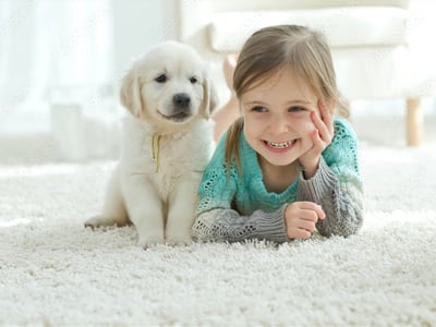 Established Flooring and Window Furnishings Business-Mackay image