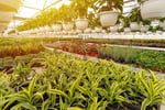 Horticulture, Nursery and Agriculture Businesses for Sale
