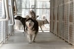 Pet Boarding Kennels business for sale with a Lifestyle Property SP1518