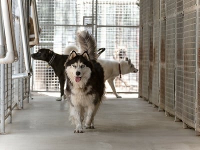 Pet Boarding Kennels business for sale with a Lifestyle Property SP1518 image