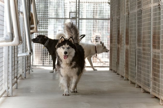 Pet Boarding Kennels business for sale with a Lifestyle Property SP1518