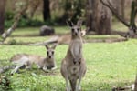 Caravan Park (Freehold) on the Fraser Coast