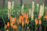 Wholesale & Retail Nursery | Established Perennials Nursery Opportunity | VIC