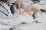 Coming Soon - Fresh Seafood Business - Easy To Run