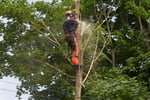 Proven Arboriculture Business with Management Potential