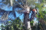 Two Long-Established Arborist Businesses with Strong Cashflow & Major Contracts