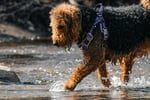 Lifestyle Dog Walking Business