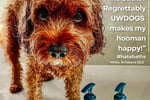 Award-Winning Australian Dog Haircare Brand with Global E-Commerce Opportunity