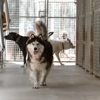 Pet Boarding Kennels No Dog Limits Business RS1586 image