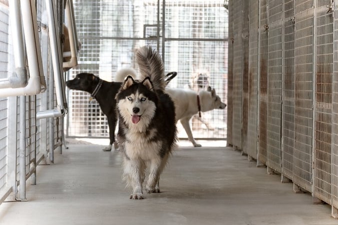 Pet Boarding Kennels No Dog Limits Business RS1586