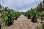 Leased  Nursery and spa supplies. Wholesale and Retail with 18.5 Acres and 3 bedroom home and pool