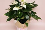 Online, Home-Based Plant and Gift Shop/ Florist Business for Sale