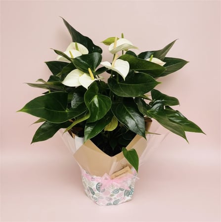 Online, Home-Based Plant and Gift Shop/ Florist Business for Sale primary image