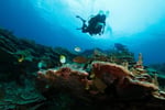 Professional Scuba Retailer