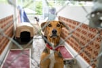 UNDER CONTRACT - Thriving Pet Boarding Kennel Business & Land Package  Net Profit $618,000 (2023)