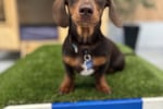 Luxury Dog Grooming Salon and Dog Daycare Centre - Camden, NSW