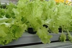 Coming Soon - Unique Business - Hydroponics Industry