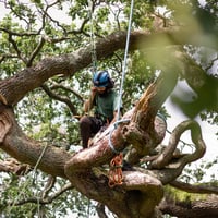 Long-Standing Arborist Business with Loyal Clientele image