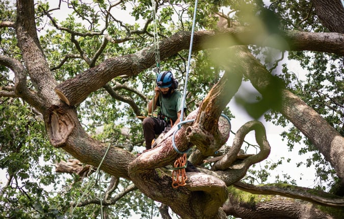 Long-Standing Arborist Business with Loyal Clientele