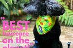 Award-Winning Australian Dog Haircare Brand with Global E-Commerce Opportunity