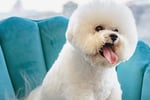 Exceptional Dog Grooming Salon