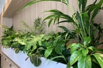 High-Margin Plant Service Business