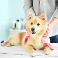 Well Known Pet Grooming near Doncaster Ref: 17651 image