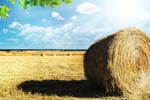 Hinterland\'s Undisputed Agricultural Powerhouse  Iconic Rural Supplies Superstores