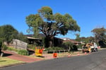 Grow Your Arborist Operation with Climb Right Tree Services