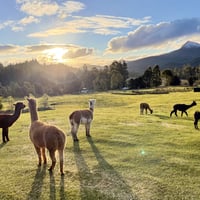 UNDER OFFER - Prime Tourist Destination, Six-Figure Sales & Exceptional Lifestyle image