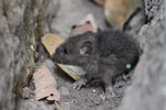 Pest Control Business - Launceston TAS